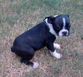 Puppies in OK